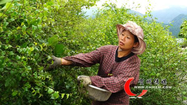 富川：中草药种植开启“致富门”