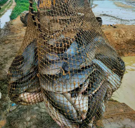 养殖沟鲶鱼技术与管理_沟鲶鱼养殖技术_沟鲶在外面多少钱一斤