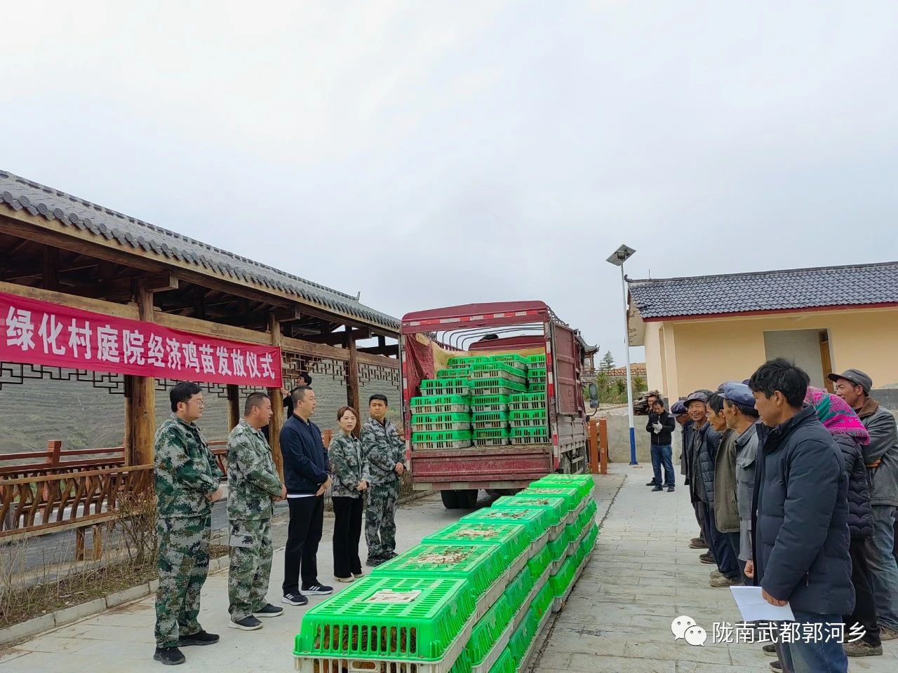 甘肃陇南武都：林下土鸡助增收 拓宽村民致富路