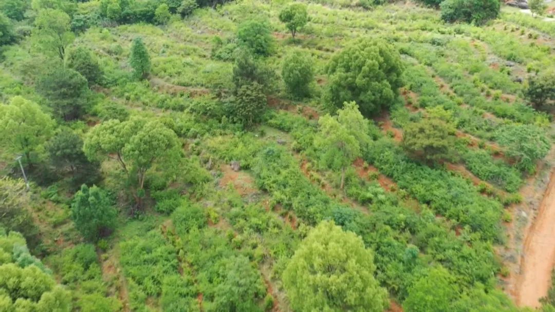 种植岗梅致富吗_致富经种植亩收入过亿_种植致富经