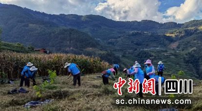 千亩释迦果种植示范基地。