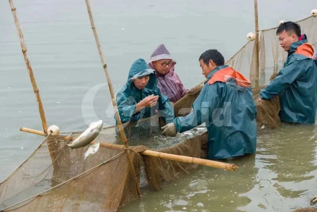 养殖利润青鱼技术要求_青鱼养殖技术和利润_养殖青鱼的成本利润