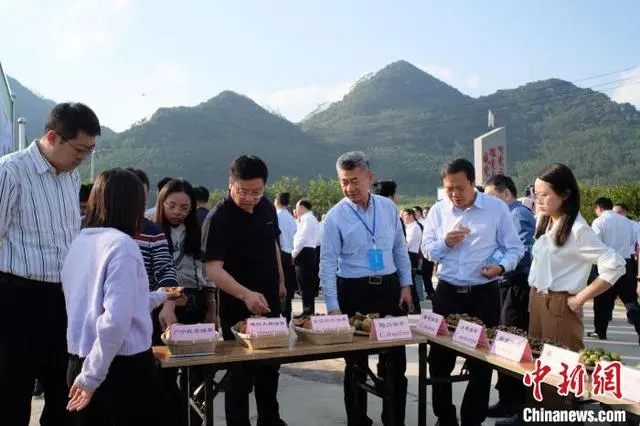 种植甜柑榄致富_丑柑的种植条件_丑柑适合什么地方种植