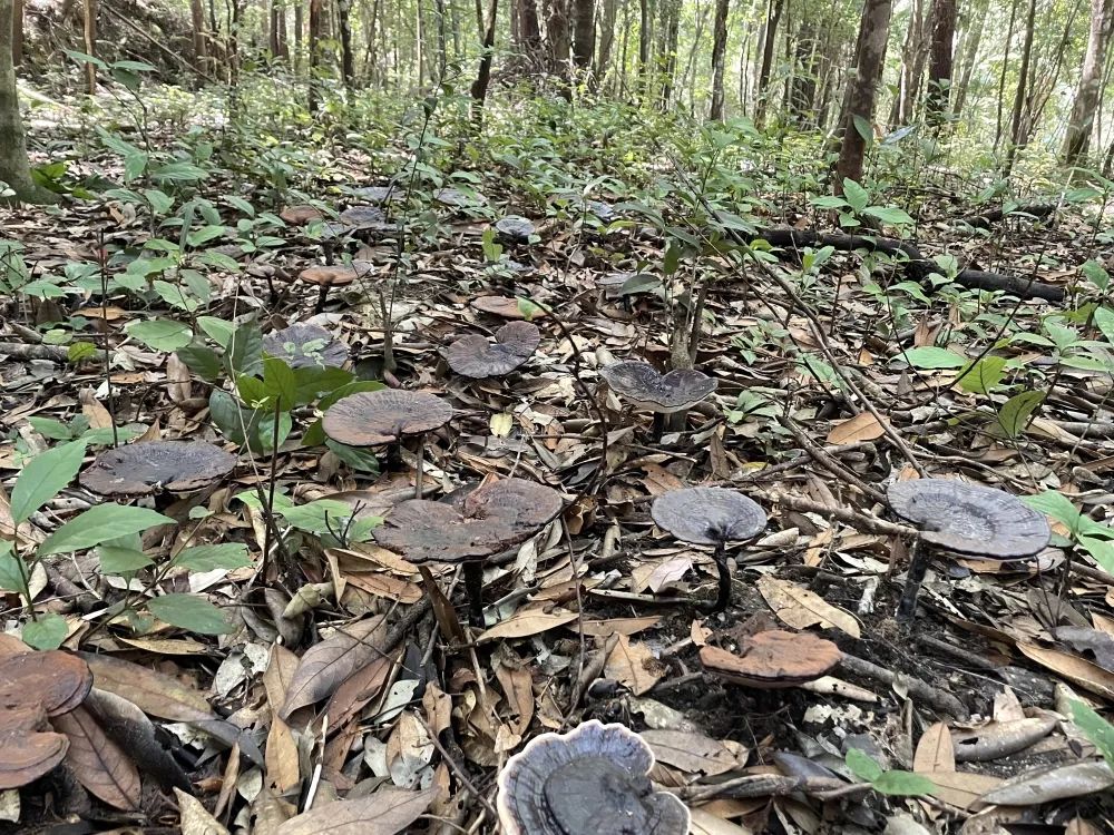 致富经种植亩收入过亿_种植致富业_种植岗梅致富吗