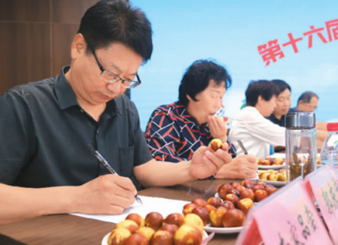 冬枣种植致富之路在哪里_种植冬枣的利润_致富之路种植冬枣视频