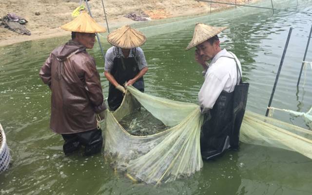 养青鱼赚钱吗_青鱼养殖技术和利润_养殖青鱼的技术和视频