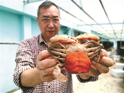 淡水养殖蛏子技术要点_蛏子养殖技术水位_蛏子淡水养殖技术