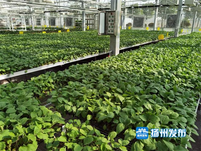 高科技赋能蔬菜种植工厂化一年育出500万株