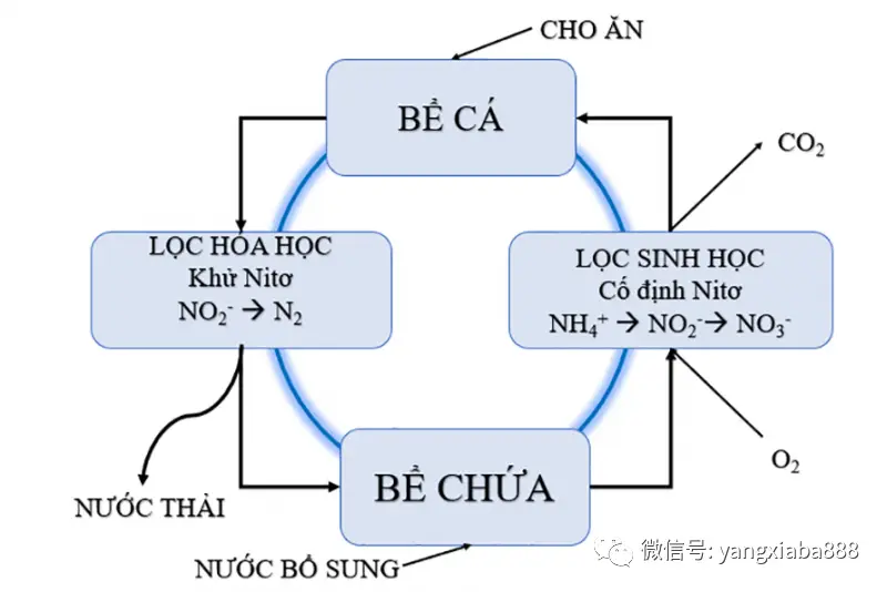 对虾养殖需要什么条件_养殖对虾技术要求高吗_饲养对虾养殖