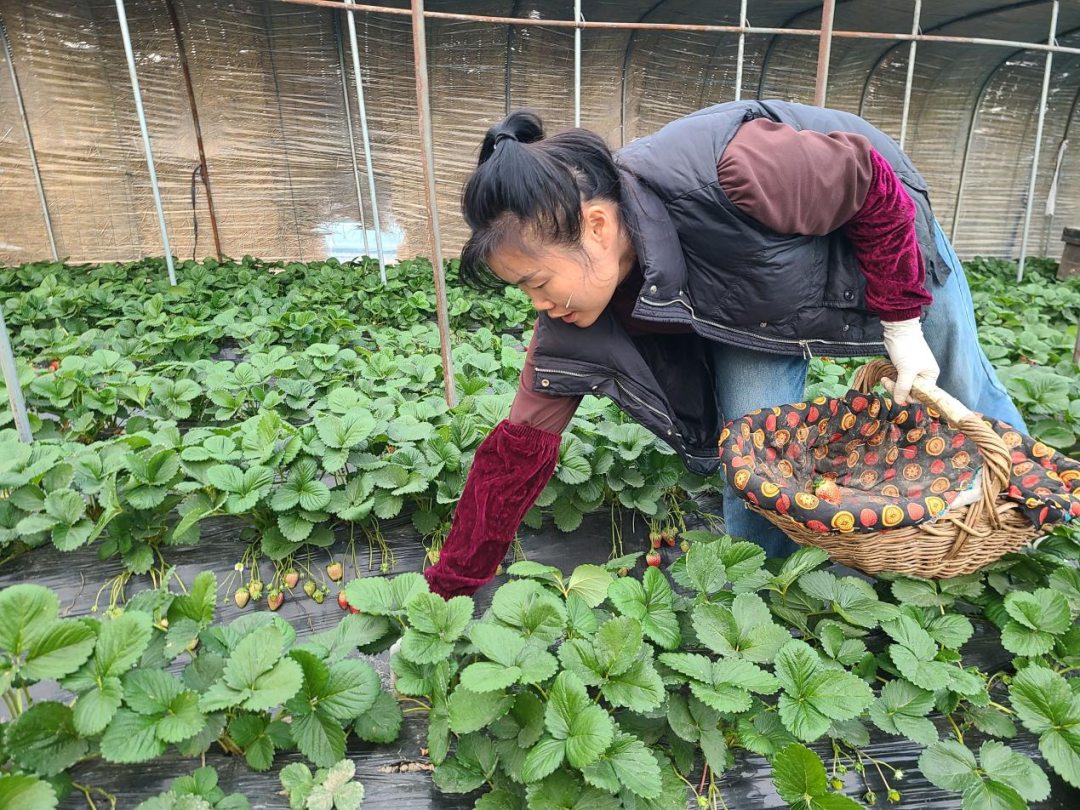 利辛县农业种植补贴_种植致富新项目_利辛种植致富项目