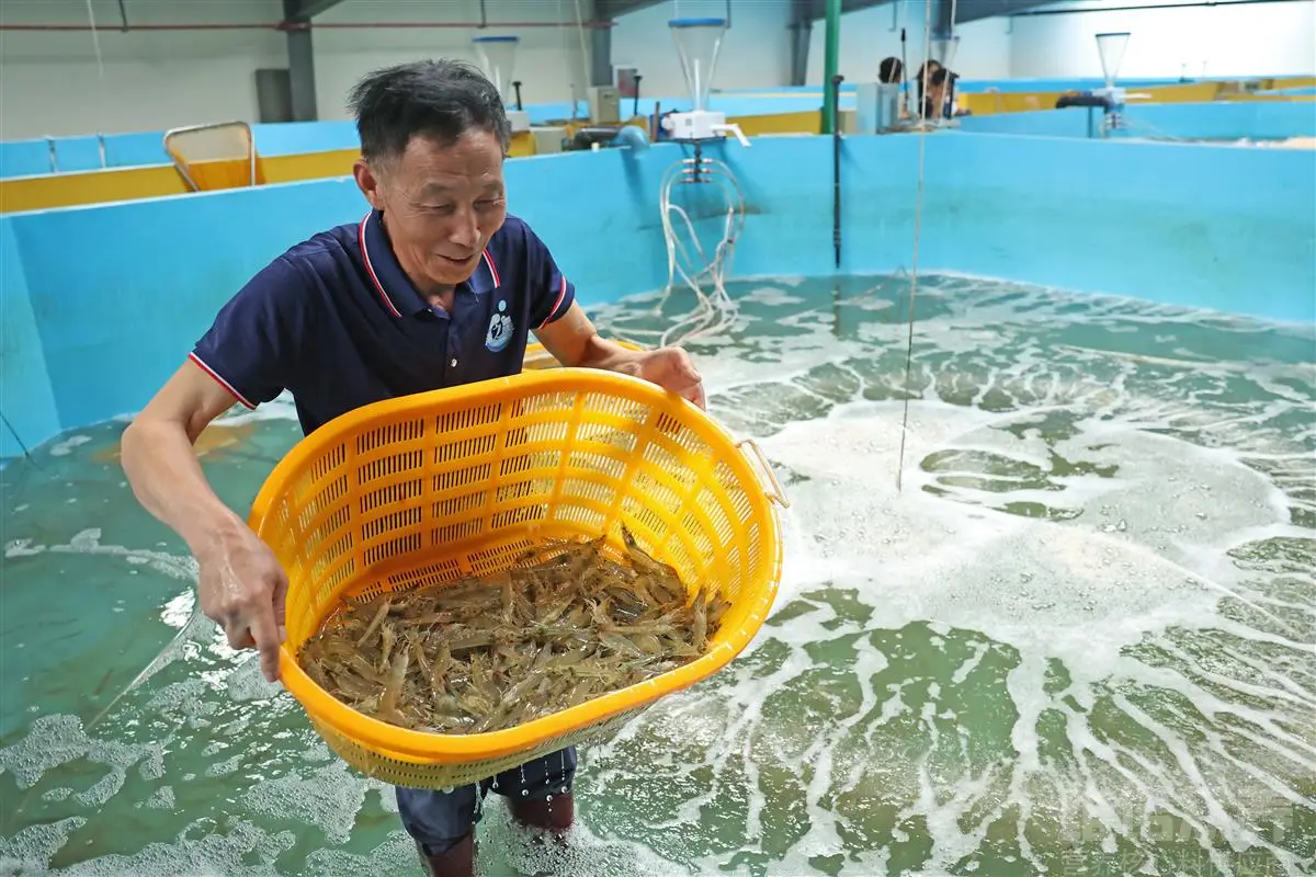 养殖对虾技术高要求高吗_养殖对虾技术要求高吗_养殖对虾技术大全