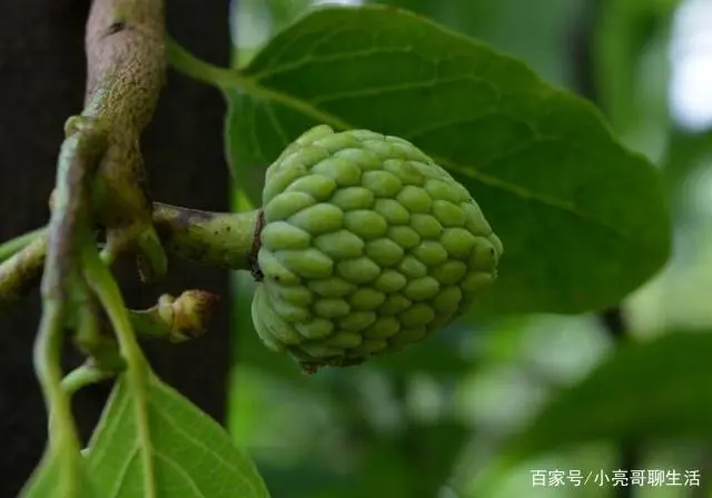 种植荔枝的前景_番荔枝种植致富_致富种植荔枝视频