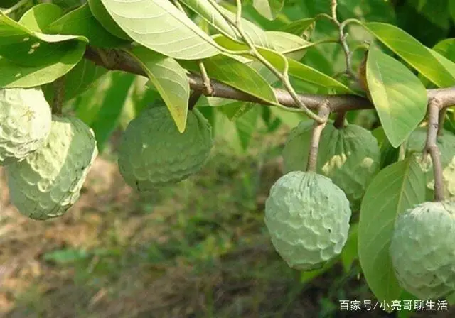 致富种植荔枝视频_种植荔枝的前景_番荔枝种植致富