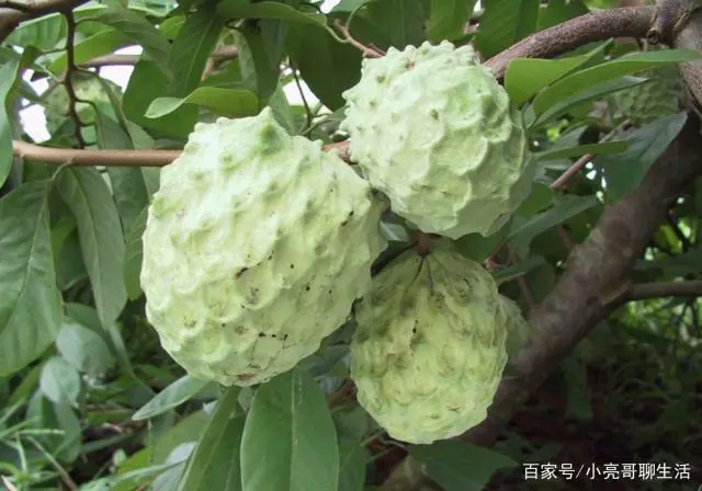 番荔枝种植致富_种植荔枝的前景_致富种植荔枝视频