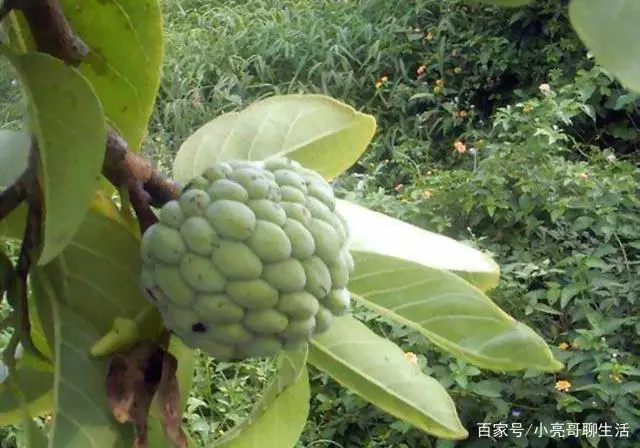 番荔枝种植致富_致富种植荔枝视频_种植荔枝的前景