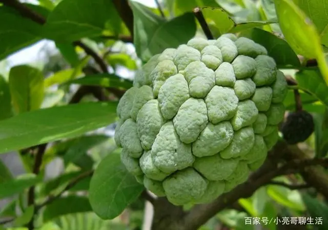 致富种植荔枝视频_番荔枝种植致富_种植荔枝的前景