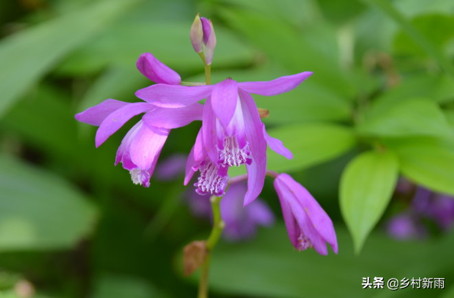 中药材白芨种植技术_种植资料技术白芨是什么_白芨种植技术资料