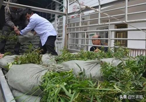 致富小型种植项目有哪些_致富种植创业项目_小型种植致富项目