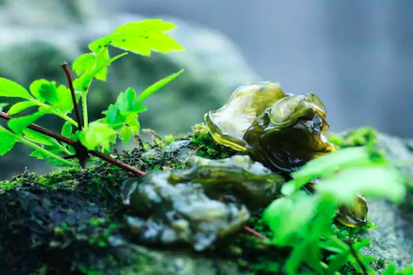 种植地皮菜的方法_致富种植地皮菜图片_种植地皮菜致富