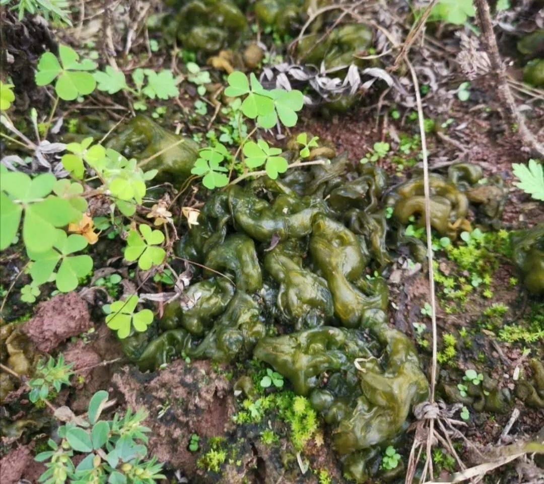 致富种植地皮菜怎么样_致富种植地皮菜视频_种植地皮菜致富