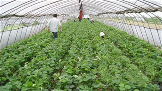 致富种植农村门路有哪些_农村致富的门路_农村种植致富有门路