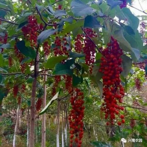 致富种植葡萄林图片_葡萄林种植致富_致富经葡萄种植视频