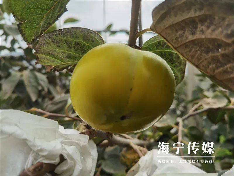 葡萄林种植致富_致富种植葡萄林图片_种植葡萄效益怎么样