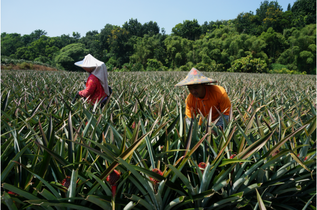 福建省漳州市种植什么树值钱_漳州种植作物_漳州种植致富