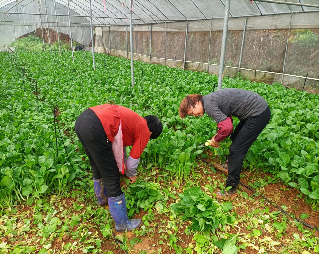 漳州种植作物_漳州种植致富_福建省漳州市种植什么树值钱