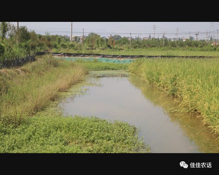 稻田养大闸蟹技术视频_稻田养殖大闸蟹技术_养殖稻田大闸蟹技术要求