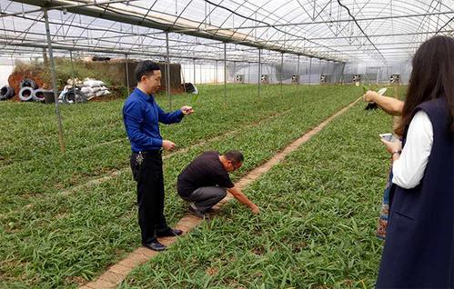 白芨种植技术白芨种植方法_白芨种植技术资料_种植资料技术白芨是什么