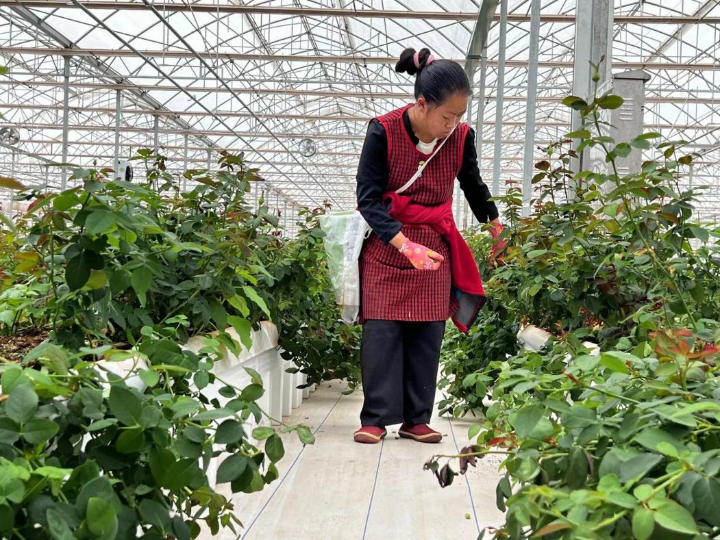 河南花卉苗木基地_河南花卉种植批发基地_河南花卉种植致富