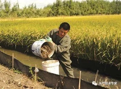 稻田养大闸蟹技术视频_养殖稻田大闸蟹技术视频_稻田养殖大闸蟹技术