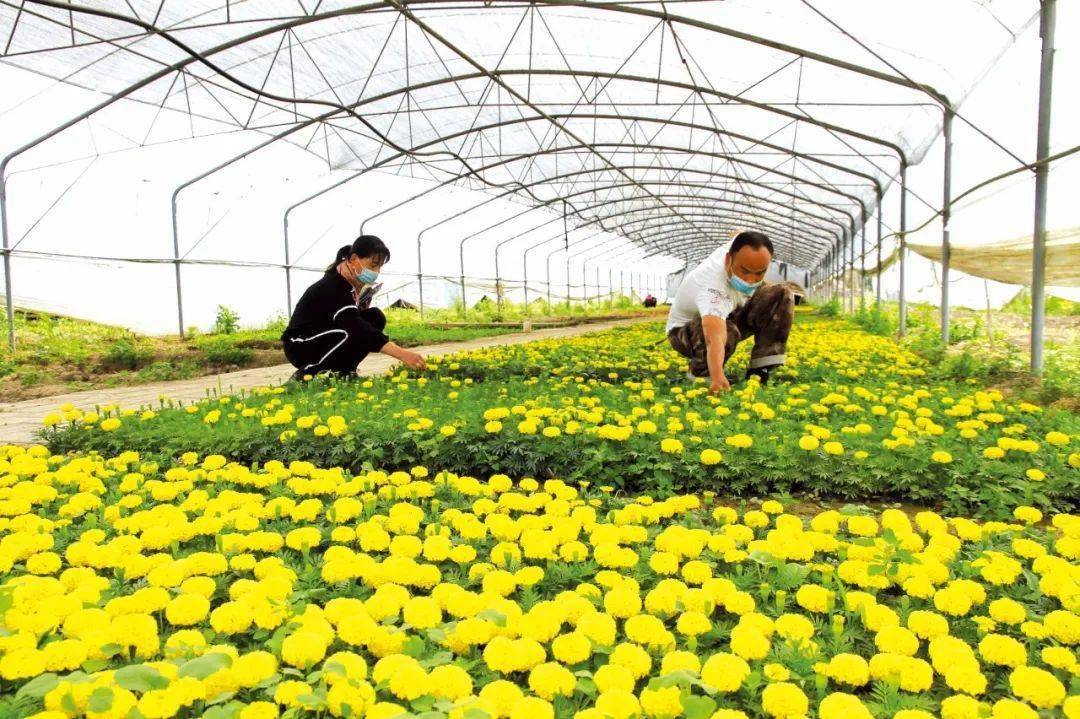 【决战决胜脱贫攻坚】奔小康！花卉产业助农脱贫致富