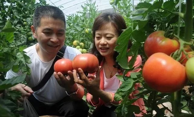 西红柿种植用好这5种小方法，同样的地块能够多收好几成！