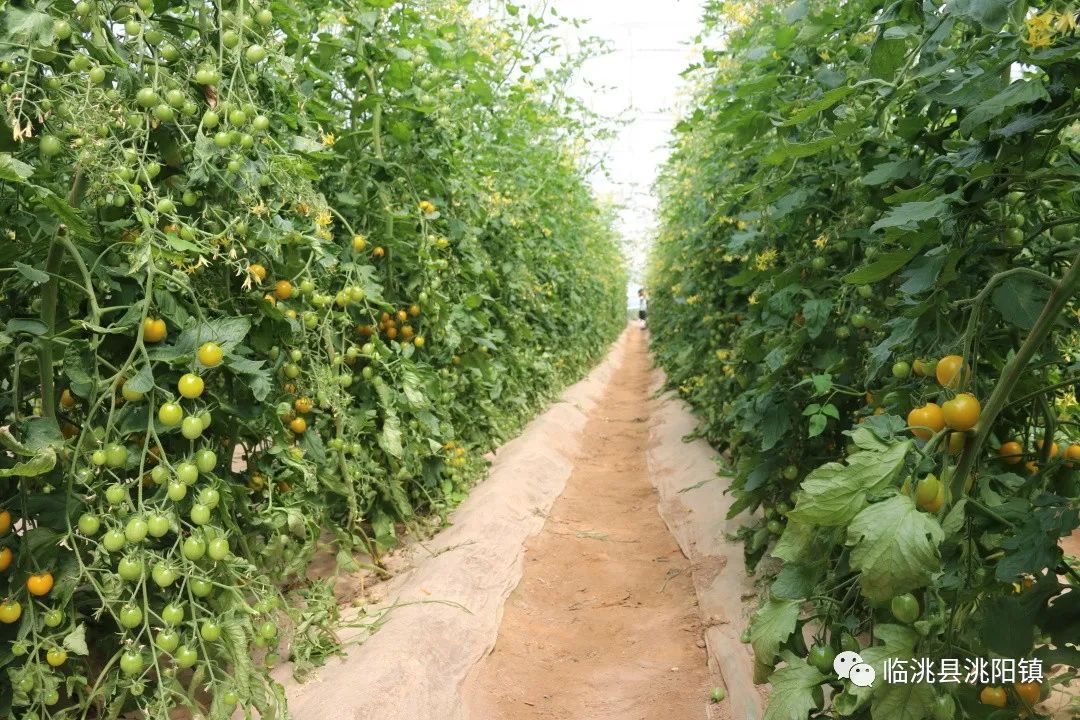 大棚种植土豆的成本和利润_大棚洋芋种植致富_致富大棚种植洋芋视频