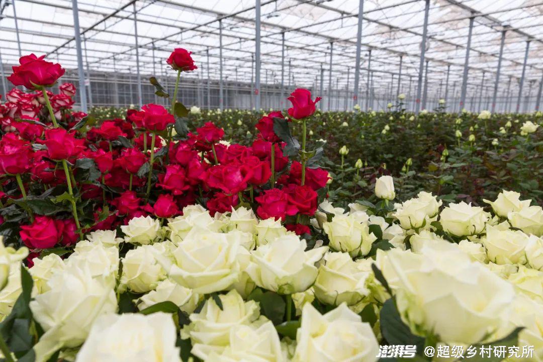 河南花卉种植致富_河南花卉种植基地_河南花卉种植批发基地