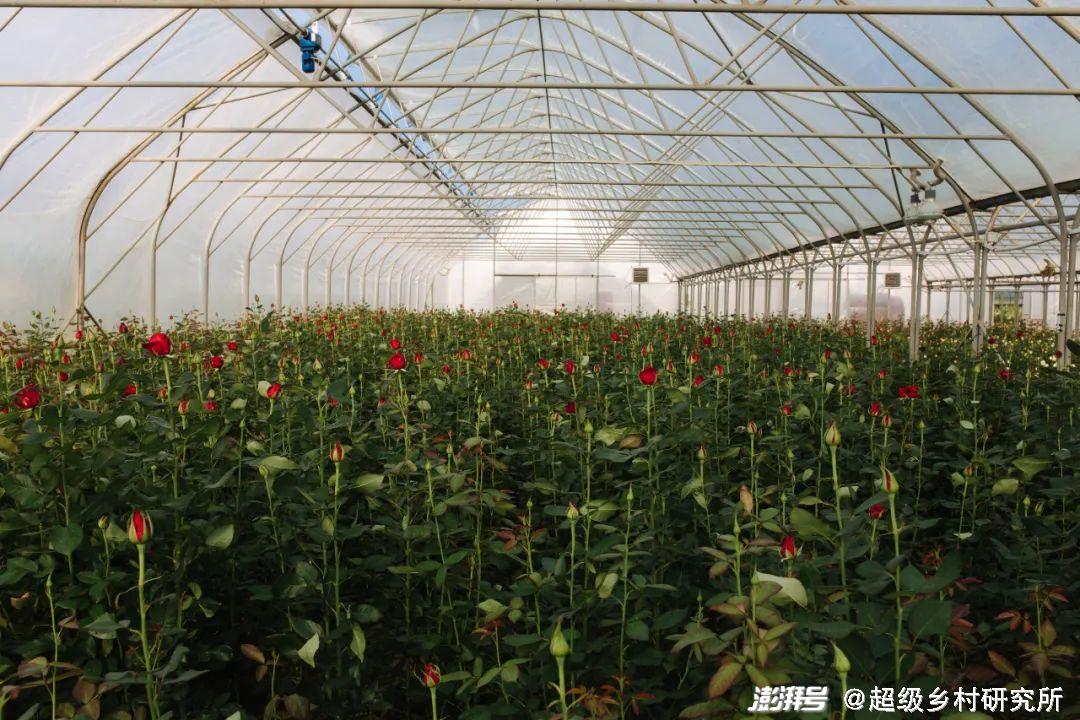 河南花卉种植基地_河南花卉种植致富_河南花卉种植批发基地