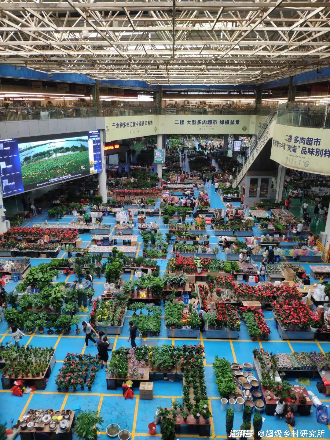 河南花卉种植基地_河南花卉种植批发基地_河南花卉种植致富