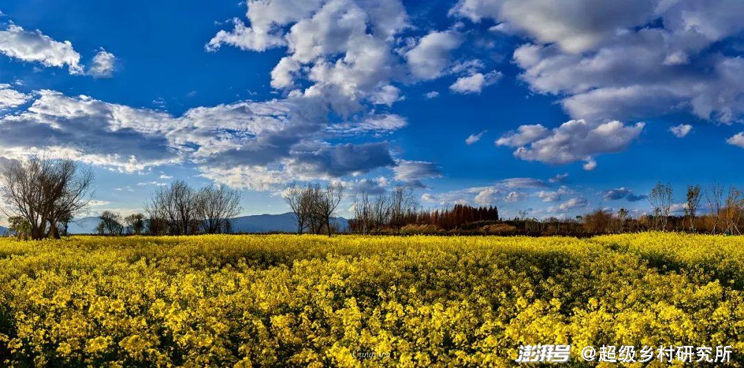 河南花卉种植批发基地_河南花卉种植致富_河南花卉种植基地