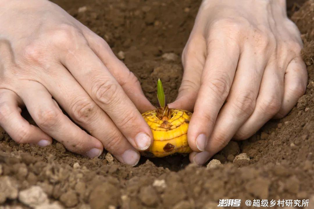 河南花卉种植致富_河南花卉种植批发基地_河南花卉种植基地