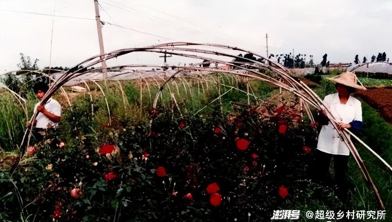 河南花卉种植批发基地_河南花卉种植致富_河南花卉种植基地