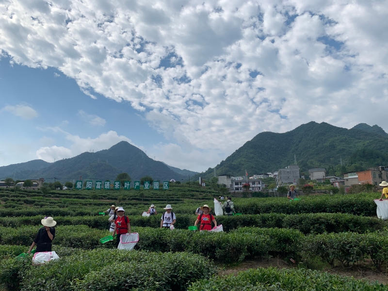 安康紫阳县｜茶园里的致富经