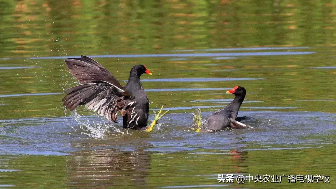 致富经江苏盐城黑羽鸭_致富经江苏盐城黑羽鸭_致富经江苏盐城黑羽鸭