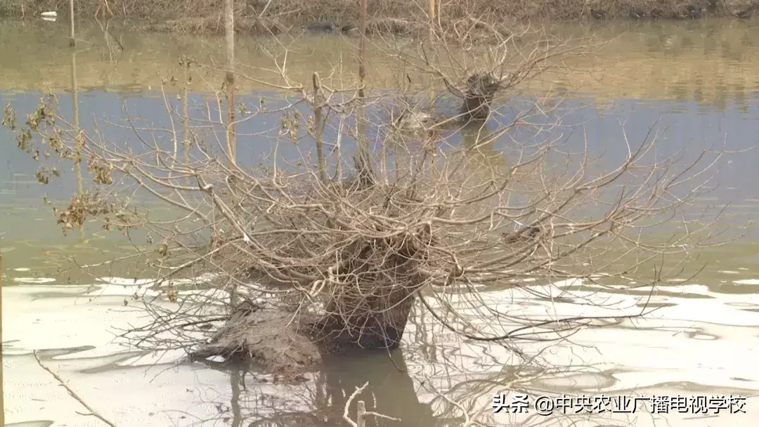 致富经江苏盐城黑羽鸭_致富经江苏盐城黑羽鸭_致富经江苏盐城黑羽鸭