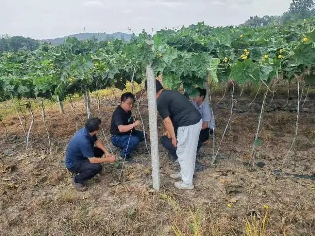 丝瓜赚钱_致富经丝瓜水视频_丝瓜水挣钱吗