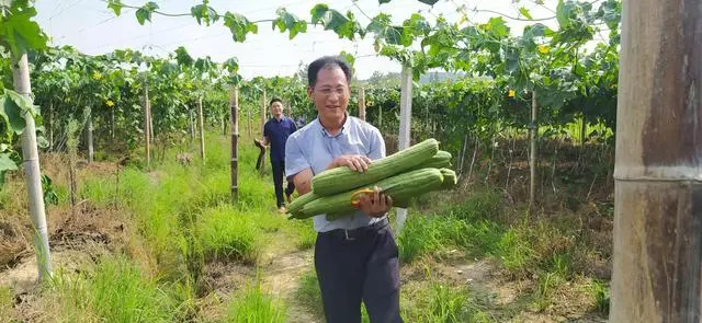 丝瓜赚钱_丝瓜水挣钱吗_致富经丝瓜水视频