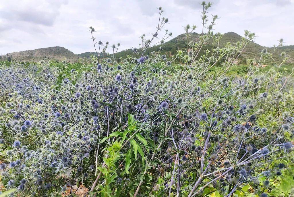 河南养花基地_河南地栽花卉_河南花卉种植致富