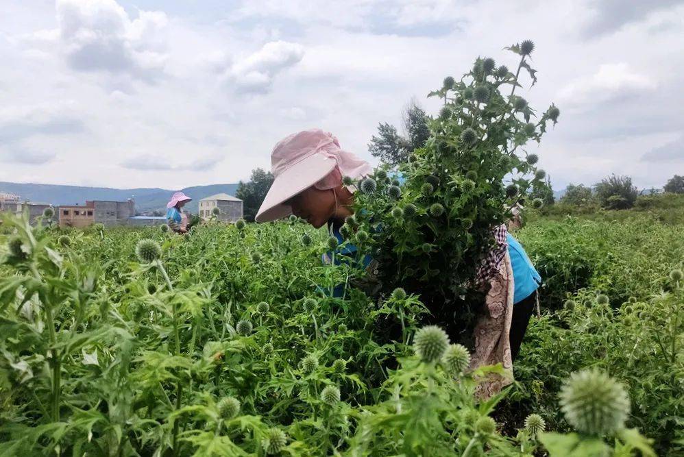 河南花卉种植致富_河南养花基地_河南地栽花卉