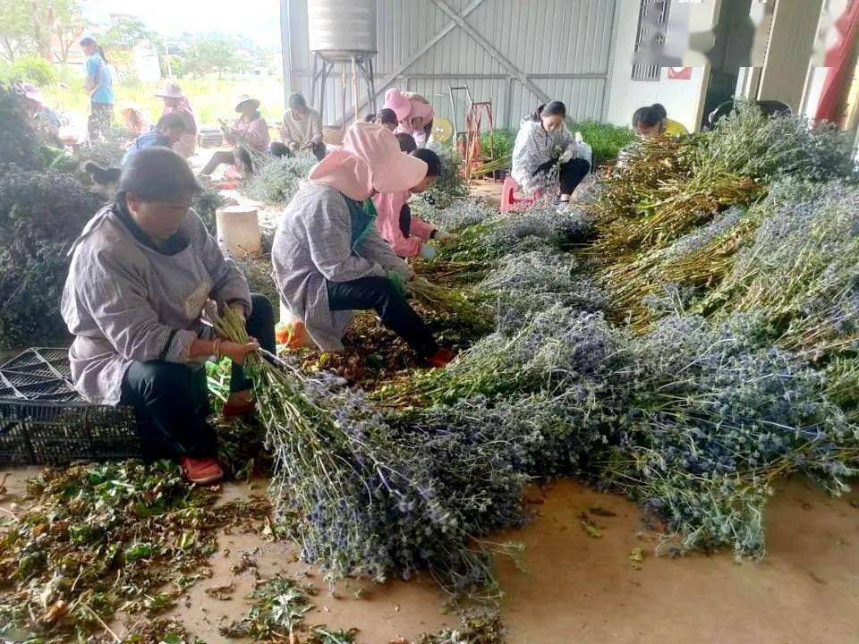 河南花卉种植致富_河南养花基地_河南地栽花卉